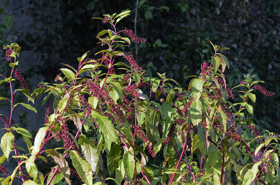 Phytolacca americana / Fitolacca, Cremesina, Uva-turca